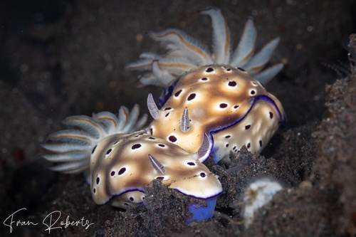 Image of Hypselodoris tryoni