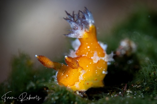 Image of Plocamopherus sp. 1