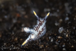 Image of Murphydoris polkadotsa