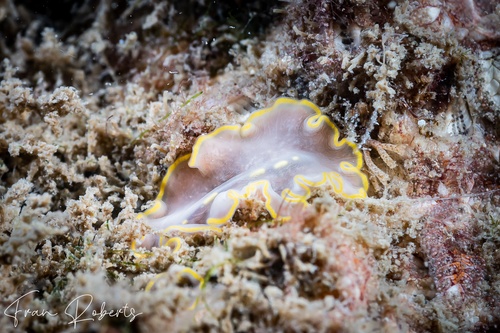 Image of Cycloporus sp. 1