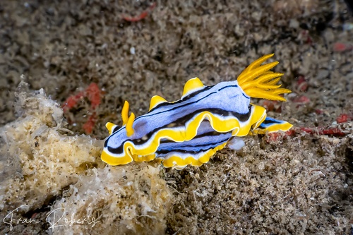 Image of Chromodoris elisabethina