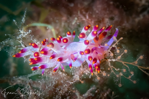 Image of Flabellina rubrolineata
