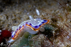 Image of Goniobranchus setoensis