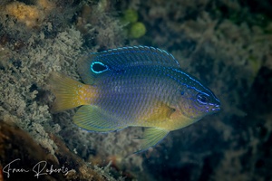 Image of Pomacentrus wardi