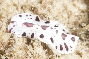 Image of Unidentified Flatworm sp. 8