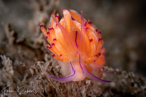 Image of Unidentia sp. 1