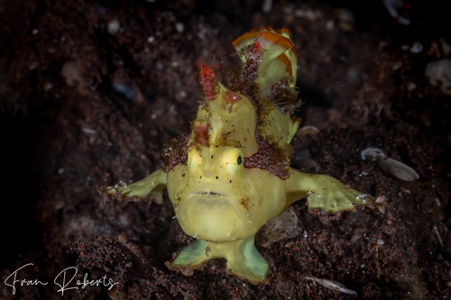 Image of Antennarius maculatus