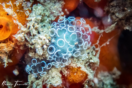 Image of Tunicates Various