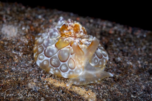 Image of Pleurobranchus forskalii