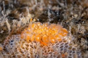 Image of Limacia ornata