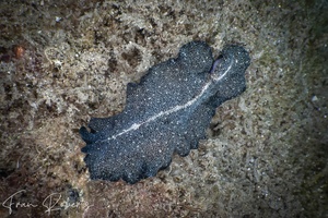 Image of Pseudobiceros stellae