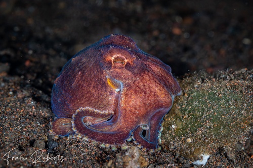 Image of Amphioctopus marginatus