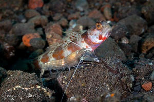 Image of Amblyeleotris aurora