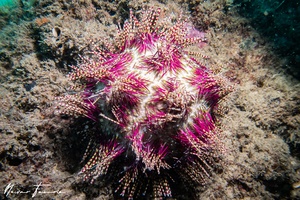 Image of Echinothrix calamaris