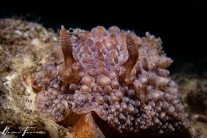 Image of Carminodoris nodulosa