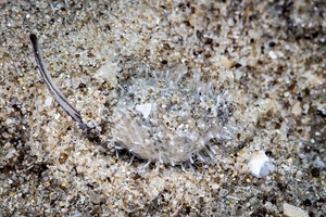 Image of Nassarius albescens