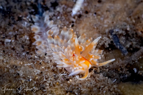 Image of Anteaeolidiella cacaotica