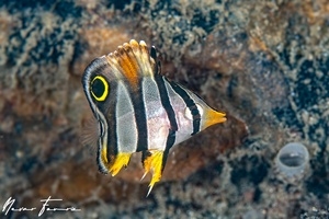 Image of Chelmon marginalis