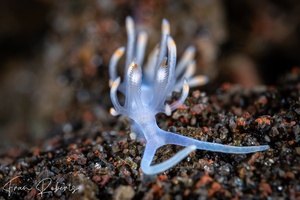 Image of Samla bicolor