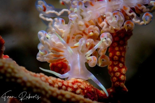 Image of Phyllodesmium undulatum