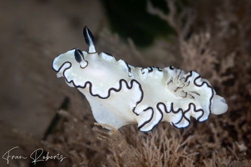 Image of Doriprismatica atromarginata