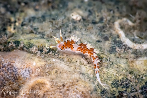 Image of Facelina sp. 3