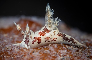 Image of Trapania cf toddi