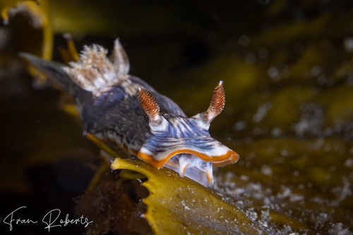 Image of Chromodoris sp. 1