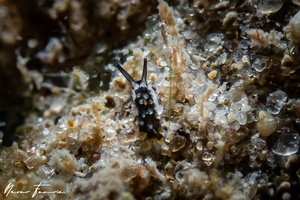 Image of Costasiella sp. 1