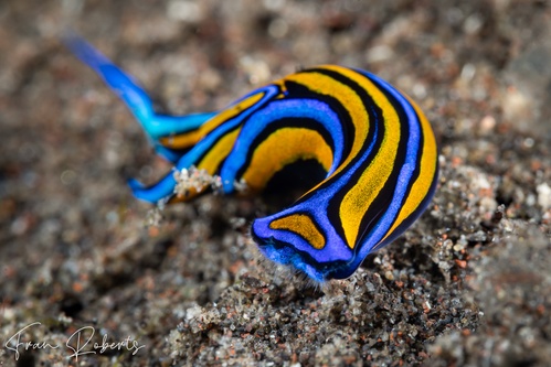 Image of Chelidonura hirundinina