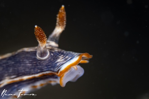 Image of Chromodoris sp. 1