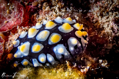 Image of Phyllidia picta