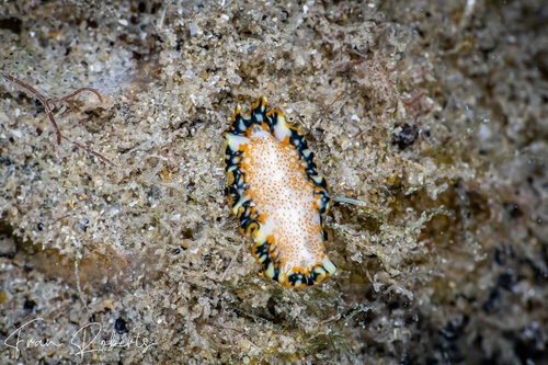 Image of Pseudoceros sp. 5