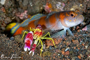 Image of Alpheus randalli