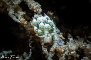 Image of Costasiella kuroshimae