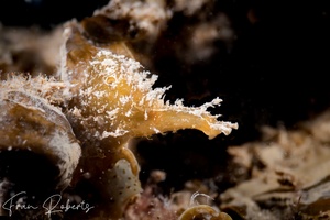 Image of Notarchus indicus