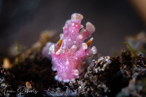 Image of Aegires sp. 1