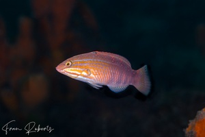 Image of Pseudolabrus guentheri