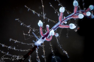 Image of Eubranchus sp. 4