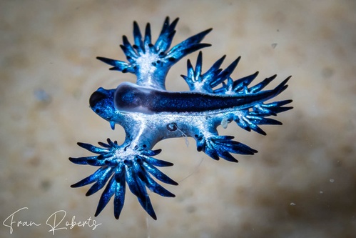 Image of Glaucilla bennettae