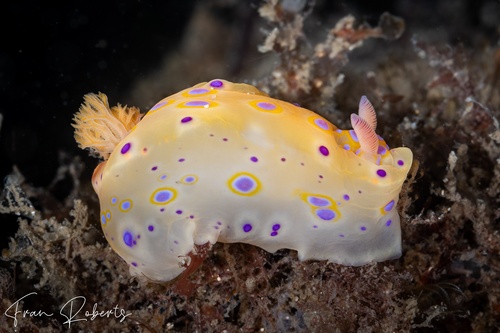 Image of Ceratosoma brevicaudatum