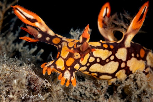 Image of Bornella anguilla