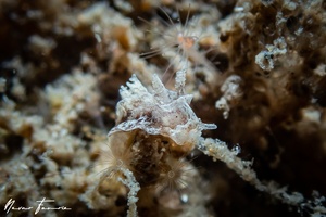 Image of Goniodoris sp. 2