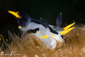 Image of Polycera capensis