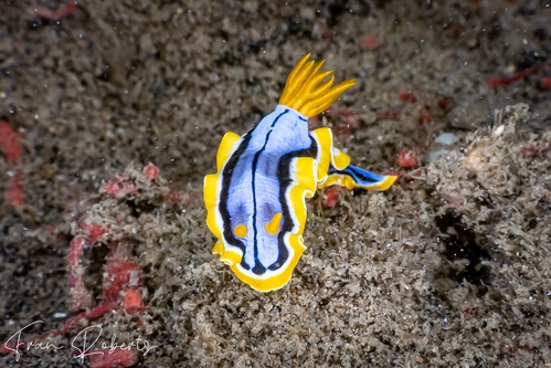 Image of Chromodoris elisabethina
