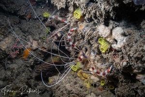 Image of Stenopus hispidus