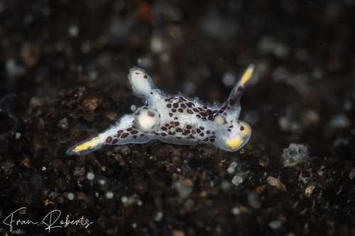 Image of Murphydoris polkadotsa