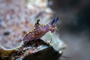 Image of Polycera janjukia