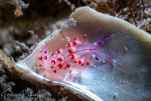 Image of Flabellina pannae