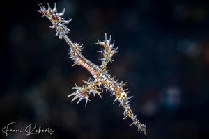 Image of Solenostomus paradoxus